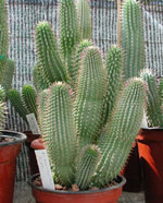 Weight loss. African plant hoodia help fight fat.